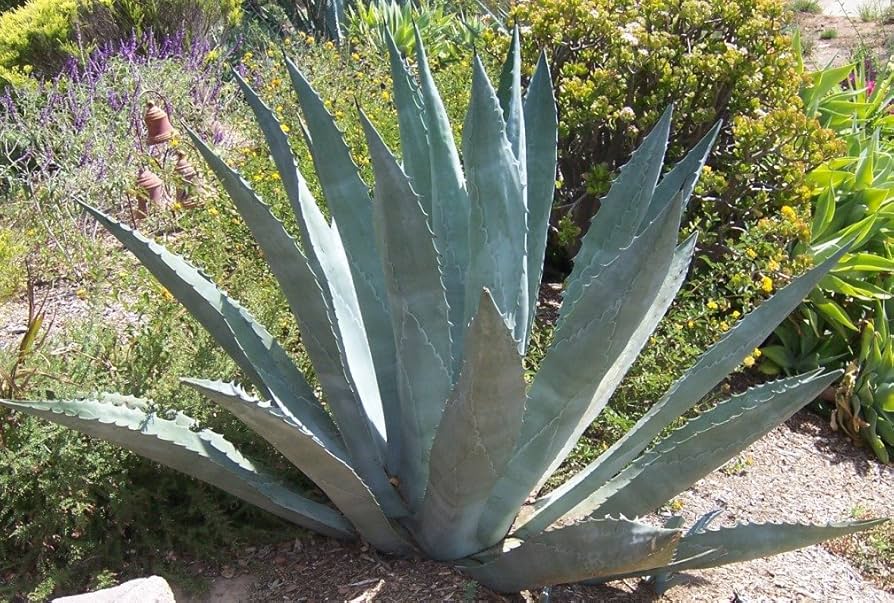 Amazon.com : Blue Agave Plant - Small (Live Bare Root Cactus Plant